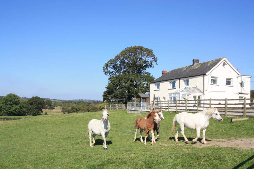 Cob Cottage Tregaron Exterior foto