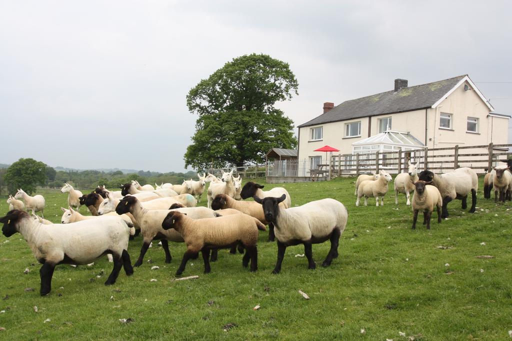 Cob Cottage Tregaron Exterior foto